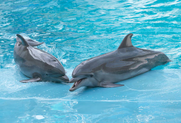 istock Dolphins. Performance of bottlenose dolphins in dolphinarium 1189186807