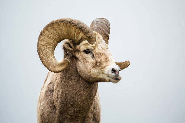 Animales Con Cuernos - Banco de fotos e imágenes de stock - iStock Animales Con Cuernos - Banco de fotos e imágenes de stock - iStock