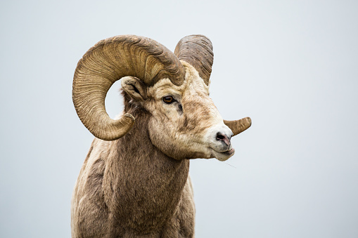 Male bighorn sheep munching on grass. His jaw sideways as he chews his food in southern Canada near Montana.