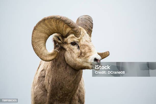Male Bighorn Sheep Ram Chewing With Jaw Sideways Grinding His Food Stock Photo - Download Image Now