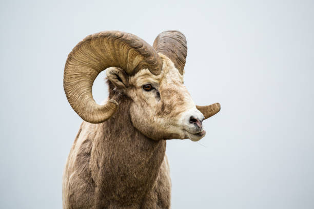 male bighorn sheep ram chewing with jaw sideways grinding his food. - chifre imagens e fotografias de stock