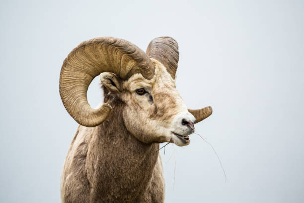 istock Large bighorn ram with full curl horns chewing grass with mouth open. 1189188308