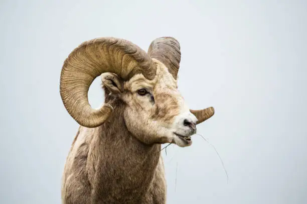 Photo of Large bighorn ram with full curl horns chewing grass with mouth open.