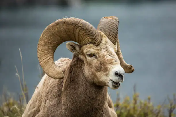 Photo of Large ram bighorn sheep mountain goat laying in the grass with mouth open on gray background.