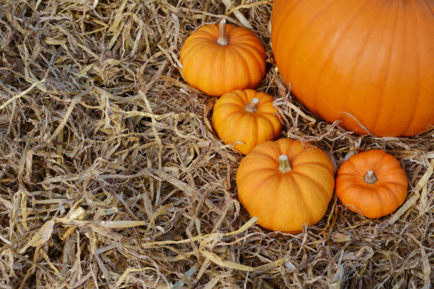 istock Four mini orange pumpkins around base of pumpkin 1189188807