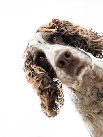 An inquisitive Springer Spaniel dog, peers down at the camera