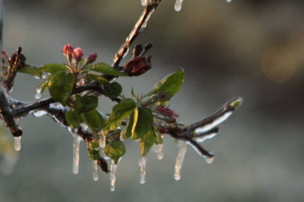 istock With an ice layer prevent the fruit blossom from freezing. Noord Brabant, Land van Cuijk, The Netherlands. 1189189883