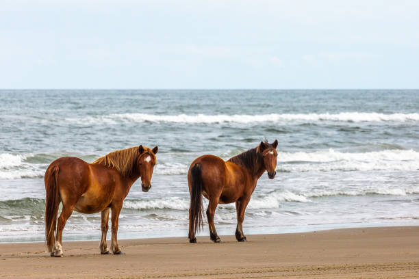 Blaze Sisters Wild Horses with blaze pattern on the beach in Corolla, NC (OBX). outer banks north carolina stock pictures, royalty-free photos & images