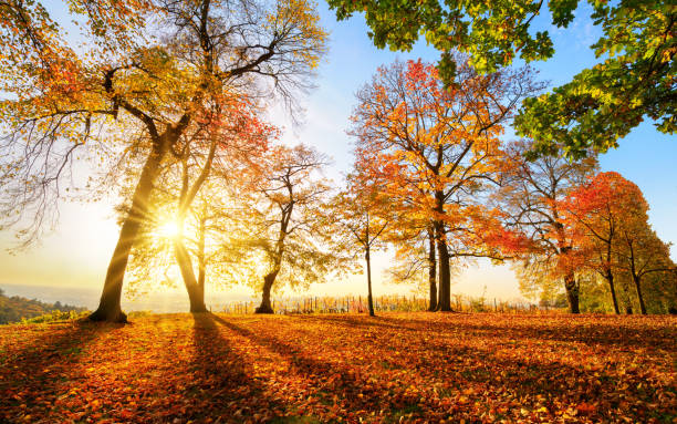 istock Autumn scenery before sunset in a park 1189190374