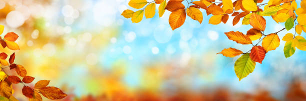 istock Colorful autumn background, extra wide 1189190412