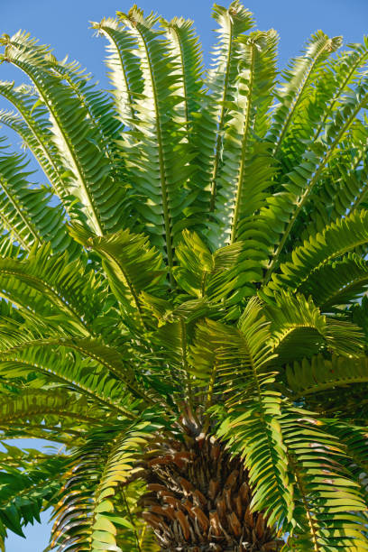정원에서 열대 나무입니다. 뇌전도 우디. 나무의 cycad 나무, 세계에서 가장 희귀 한 식물 중 하나. - ornamental garden plant tropical climate desert 뉴스 사진 이미지