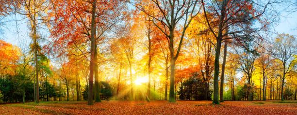 istock Colorful autumn scenery in a park 1189191583