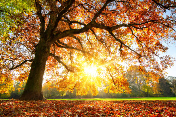 majestic oak tree at autumn sunset - autumn sun oak tree imagens e fotografias de stock