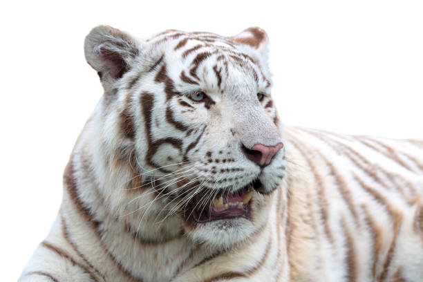 istock White or bleached tiger isolated on white background.  Bengal tiger. 1189192519