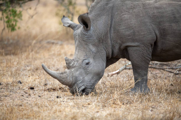 istock A near extinct african white rhino 1189192744