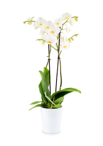 istock Beautiful white orchid in a pot isolated on white background with shadow. 1189193248