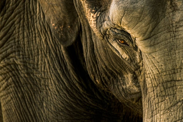 象のクローズアップ肖像画 - animal close up elephant animal eye ストックフォトと画像