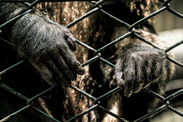 Hands of a monkey close-up behind the cage. Help animals, monkeys in the cage. Animals in prison. Fighting and protecting animal rights