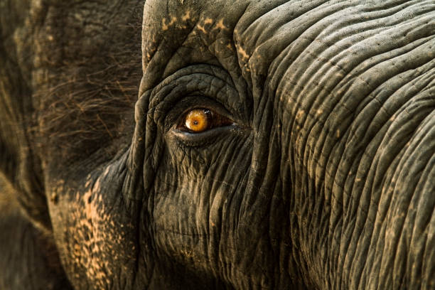 istock Close-up portrait of an elephant 1189193383