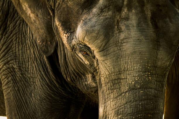 Elephant Life Span Stock Photos, Pictures & Royalty-Free Images - iStock