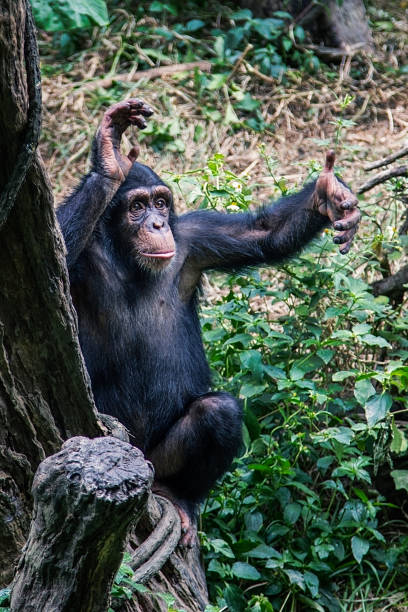 Chimpanzee in the tropics in the wild