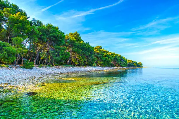 Adriatic sea shore in Croatia by Adriatic Sea with pinetree near Pula, Valbandon, Istria peninsula, Barbariga beach.