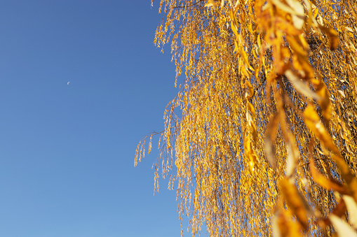 Branches of a willow tree with a blue sky background under the moon. \nSelective focus on the centre. Copy space. \nBritish Columbia, Canada.