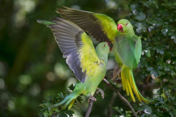 Rose-Ringed Parakeets in Hyde Park, London Rose-Ringed Parakeets in Hyde Park, London krameri stock pictures, royalty-free photos & images