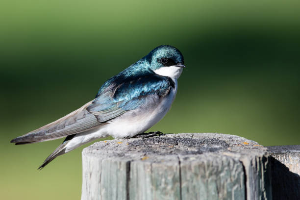 istock Tree Swallow Perched on an Old Weathered Wooden Fence Post 1189200337