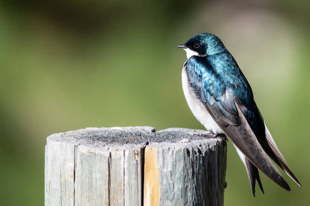 istock Tree Swallow Perched on an Old Weathered Wooden Fence Post 1189200479