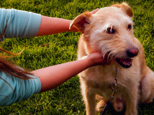 Hands petting happy brown dog