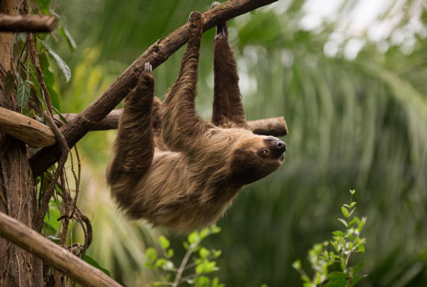 istock A sloth is hanging of a branch 1189203296