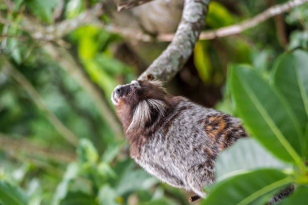 scimmia marmoset comune (callithrix jacchus) nella foresta pluviale amazzonica. simpatica scimmia selvatica curiosa con orecchie pelose nella giungla vicino al pan di zucchero, in brasile. - urca rio de janeiro rainforest brazil foto e immagini stock