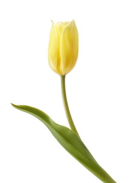 istock Beautiful yellow tulip 1189204274