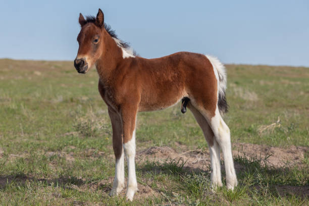 istock Cute Wild Horse Foal 1189204532