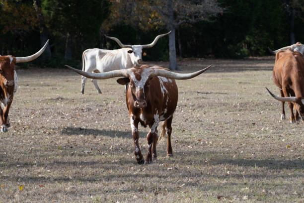 istock Longhorn cattle in Texas 1189205464