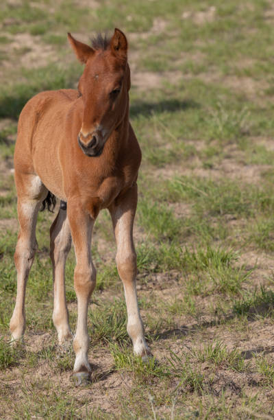 istock Cute Wild Horse Foal 1189205509