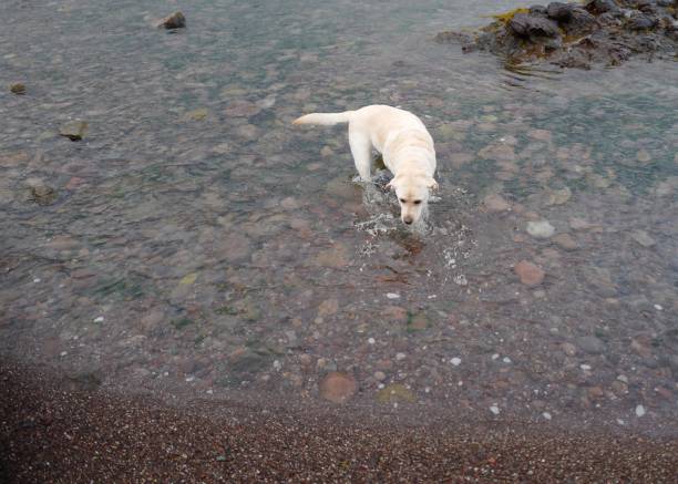 Dog trying to jump on rocks at the beach.