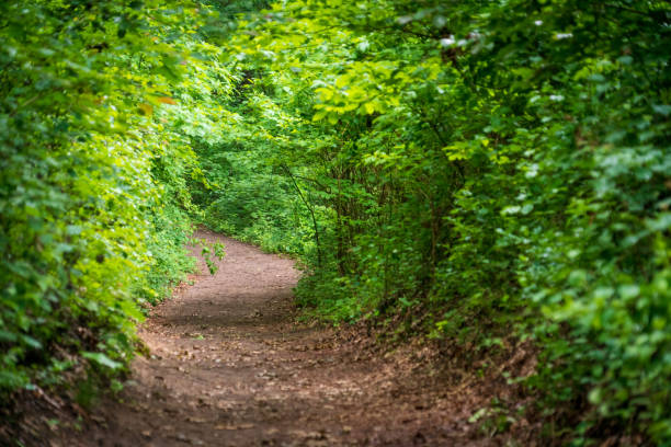 istock Trails at Indiana Dunes National Park 1189206285