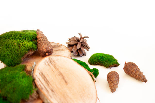 istock Moss, cross cuts of a tree and pine cones. Decor for interiors. Nature and ecology 1189207043