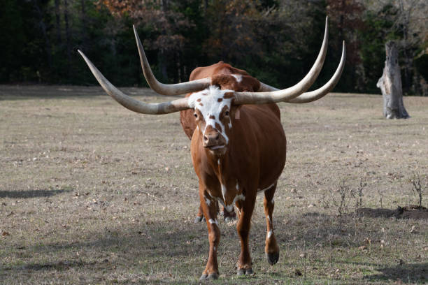 istock Longhorn cattle in Texas 1189207177
