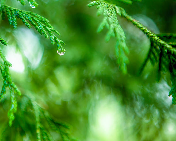 istock Morning Water Drops on Coniferous Branches in The Park Outdoors against Beautifully Blurred Background. 1189207212