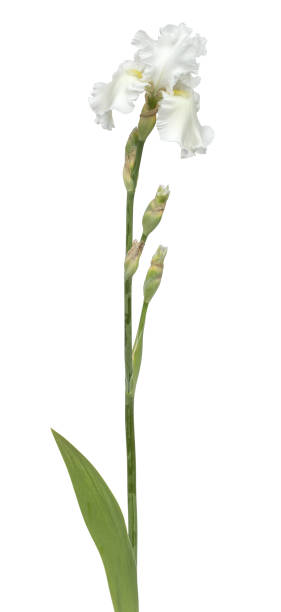 istock Flower of  white iris close-up, isolated on white background 1189208232