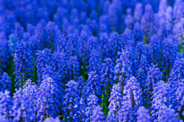 istock bluebell flowers river 1189208261