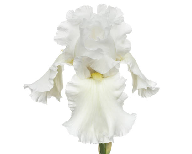 istock Flower of  white iris close-up, isolated on white background 1189208397