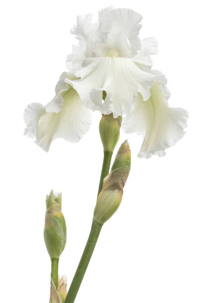 istock Flower of  white iris close-up, isolated on white background 1189208802