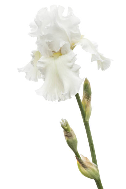 istock Flower of  white iris close-up, isolated on white background 1189208918