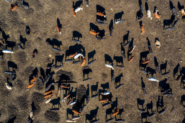 istock Beef Cattle Farm, Bird's Eye View, USA 1189208942