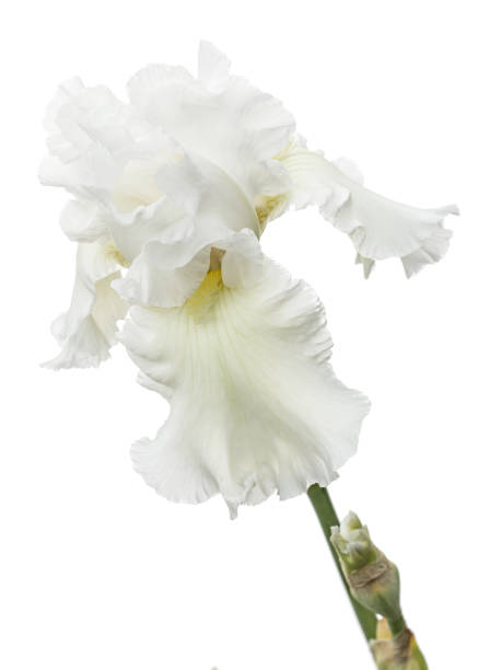istock Flower of  white iris close-up, isolated on white background 1189209335