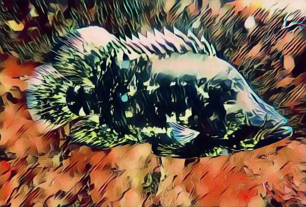 Abstract threeleaf fish